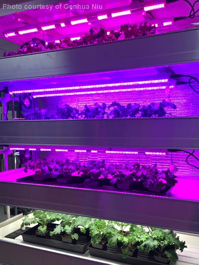 Vertical farming using LED lights for leafy greens.